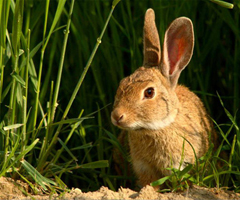 Andalucía pone en marcha medidas para reducir la población de conejo silvestre y evitar daños en la agricultura